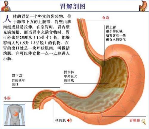 胃位置图及胃解剖图